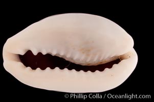 Mistaken Cowrie, Cypraea errones