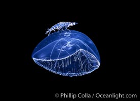 Hydromedusa with amphipod, open ocean, Mitrocoma cellularia, San Diego, California