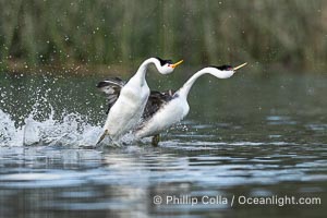 An unusual mixed-species pair of grebes rushing, Western Grebe on right and Clark's Grebe on left. In this spectacular courtship behavior, the grebes beat their feet so rapidly they literally run over the surface of the water, Aechmophorus occidentalis, Aechmophorus clarkii, Lake Wohlford, Escondido, California