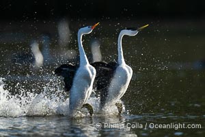 An unusual mixed-species pair of grebes rushing, Western Grebe on right and Clark's Grebe on left. In this spectacular courtship behavior, the grebes beat their feet so rapidly they literally run over the surface of the water, Aechmophorus occidentalis, Aechmophorus clarkii, Lake Wohlford, Escondido, California
