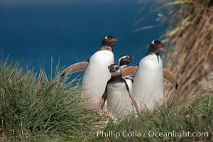 Mixed group of Magellanic and gentoo penguins, walk from the ocean through tall tussock grass to the interior of Carcass Island.