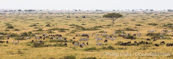 Mixed Herd of Wildebeest and Zebra, aerial photo, Maasai Mara National Reserve, Kenya