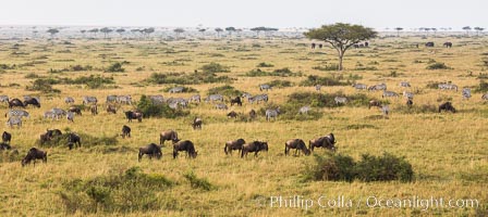 Mixed Herd of Wildebeest and Zebra, aerial photo, Maasai Mara National Reserve, Kenya, Equus quagga