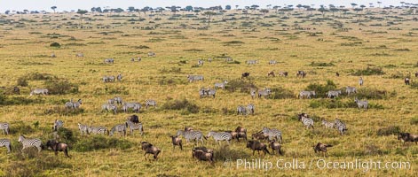 Mixed Herd of Wildebeest and Zebra, aerial photo, Maasai Mara National Reserve, Kenya., Equus quagga, natural history stock photograph, photo id 29827