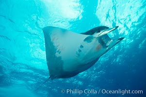 Mobula ray, Mobula, Cocos Island