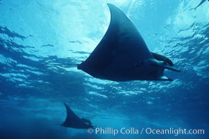 Mobula ray. Cocos Island, Costa Rica, Mobula, natural history stock photograph, photo id 02000
