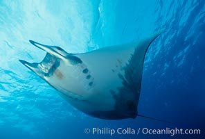 Mobula ray, Mobula, Cocos Island