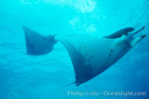 Mobula ray, Mobula, Cocos Island