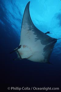 Mobula ray, Mobula, Cocos Island