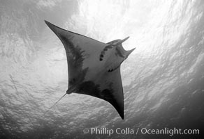 Mobula ray. Cocos Island, Costa Rica, Mobula, natural history stock photograph, photo id 06132