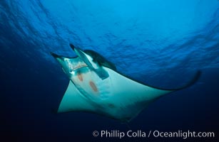 Mobula ray, Mobula, Cocos Island