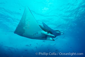 Mobula ray, Mobula, Cocos Island