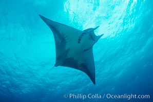 Mobula ray, Mobula, Cocos Island