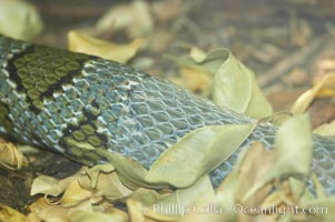 Moellendorfs ratsnake shedding its skin, Elaphe moellendorffi