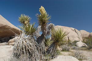 Mojave yucca in springtime bloom. Joshua Tree National Park, California, USA, Yucca schidigera, natural history stock photograph, photo id 09097