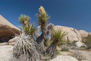 Mojave yucca in springtime bloom, Yucca schidigera, Joshua Tree National Park, California