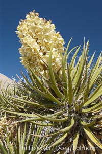Fruit cluster of the Mojave yucca plant, Yucca schidigera, Joshua Tree National Park, California