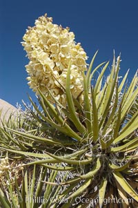 Fruit cluster of the Mojave yucca plant, Yucca schidigera, Joshua Tree National Park, California