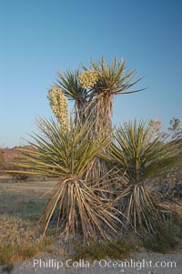 Mojave yucca in springtime bloom, Yucca schidigera, Joshua Tree National Park, California