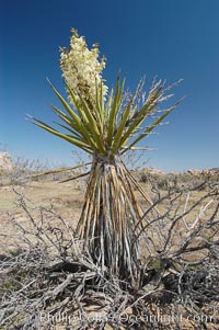Mojave yucca in springtime bloom. Joshua Tree National Park, California, USA, Yucca schidigera, natural history stock photograph, photo id 09098