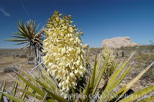 Fruit cluster of the Mojave yucca plant, Yucca schidigera, Joshua Tree National Park, California