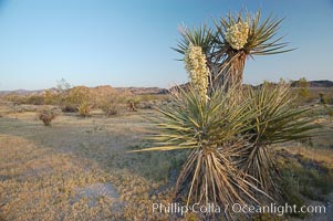 Mojave yucca in springtime bloom, Yucca schidigera, Joshua Tree National Park, California