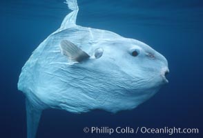 Ocean sunfish, Mola mola, San Diego, California