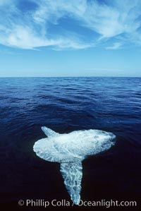 Molas are often seen basking flat on the ocean surface, nearly motionless, perhaps as a form of thermoregulation or seeking birds to rid them of parasites.