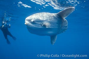 Ocean sunfish and videographer, open ocean, Mola mola, San Diego, California