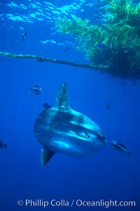 Ocean sunfish under drift kelp, open ocean, Mola mola, San Diego, California