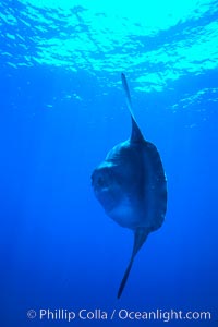 Ocean sunfish, open ocean, Mola mola, San Diego, California