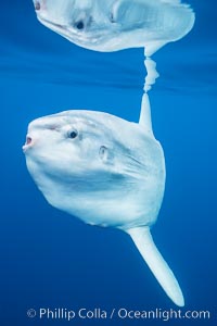 Ocean sunfish portrait, Mola mola, gliding below glassy ocean surface, Southern California.