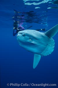 Ocean sunfish with videographer, open ocean, Mola mola, San Diego, California