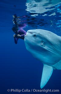 Ocean sunfish with videographer, open ocean, Mola mola, San Diego, California