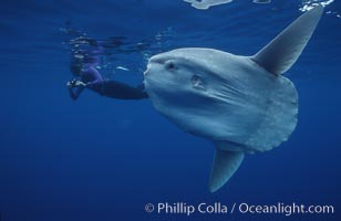 Ocean sunfish with videographer, open ocean, Mola mola, San Diego, California