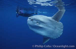 Ocean sunfish with videographer, open ocean, Mola mola, San Diego, California