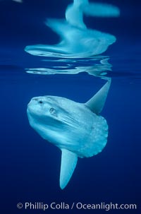 Ocean sunfish, open ocean, Mola mola, San Diego, California