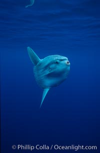 Ocean sunfish, open ocean, Mola mola, San Diego, California