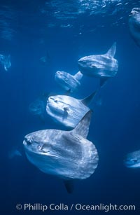 Ocean sunfish schooling offshore, soliciting cleaner fishes, open ocean, Baja California.