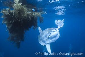 Ocean sunfish (Mola mola) schooling near drift kelp, soliciting cleaner fishes, open ocean, Baja California.