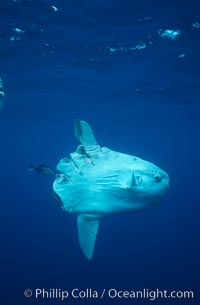 Ocean sunfish injured by boat prop with cleaner fishes, open ocean, Baja California, Mola mola