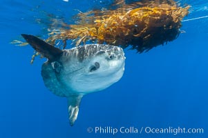 Ocean sunfish hovers near drift kelp to recruite juvenile fish to remove parasites, open ocean. Mola mola.