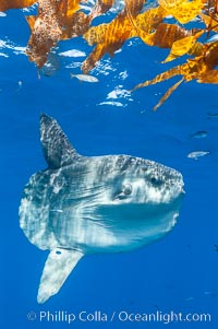 Ocean sunfish hovers near drift kelp to recruite juvenile fish to remove parasites, open ocean, Mola mola, San Diego, California