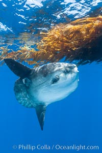 Ocean sunfish hovers near drift kelp to recruite juvenile fish to remove parasites, open ocean, Mola mola, San Diego, California