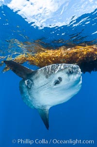 Ocean sunfish hovers near drift kelp to recruite juvenile fish to remove parasites, open ocean.