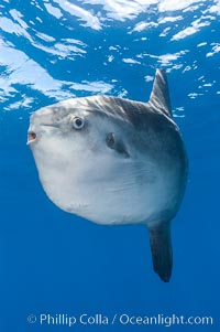 Ocean sunfish, open ocean, Mola mola, San Diego, California