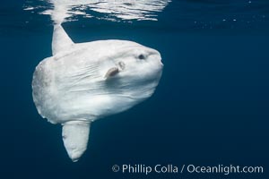 Ocean sunfish, open ocean.