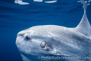 Ocean sunfish, mouth/eye/operculum/pectoral fin detail, open ocean, Mola mola, San Diego, California