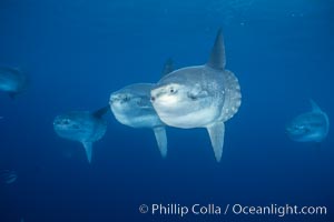 Ocean sunfish schooling, open ocean near San Diego, Mola mola