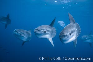 Ocean sunfish schooling, open ocean near San Diego, Mola mola